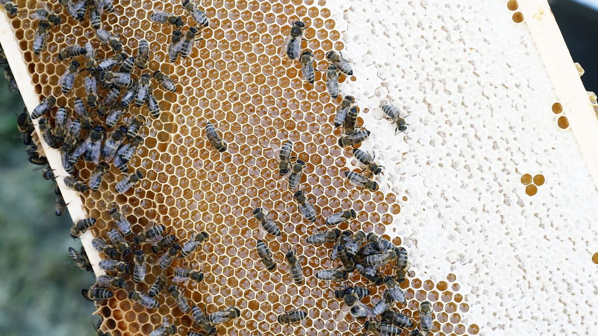 Fakultní včely naučí budoucí stavbaře respektu k přírodě